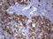 Cell Division Cycle Associated 7 Like antibody, LS-C790301, Lifespan Biosciences, Immunohistochemistry paraffin image 