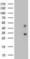 CD68 Molecule antibody, TA802967AM, Origene, Western Blot image 