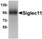 Sialic Acid Binding Ig Like Lectin 11 antibody, MBS151287, MyBioSource, Western Blot image 