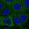 Poly(A) Binding Protein Cytoplasmic 1 Like antibody, HPA066650, Atlas Antibodies, Immunocytochemistry image 