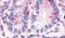 Hepatocyte Nuclear Factor 4 Gamma antibody, PA5-33841, Invitrogen Antibodies, Immunohistochemistry frozen image 