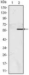 Nucleus Accumbens Associated 1 antibody, A08675, Boster Biological Technology, Western Blot image 