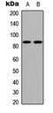 Cadherin 19 antibody, GTX55258, GeneTex, Western Blot image 