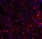 Axin 2 antibody, NBP1-76526, Novus Biologicals, Immunocytochemistry image 