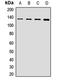 RNA Polymerase II Subunit B antibody, LS-C668925, Lifespan Biosciences, Western Blot image 