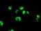 PBX Homeobox 1 antibody, M01039, Boster Biological Technology, Immunofluorescence image 