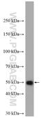 GLI Family Zinc Finger 4 antibody, 16551-1-AP, Proteintech Group, Western Blot image 