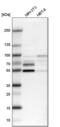 Nuclear Factor I B antibody, PA5-52032, Invitrogen Antibodies, Western Blot image 