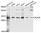 Sodium Voltage-Gated Channel Beta Subunit 1 antibody, STJ112111, St John