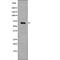 REL Proto-Oncogene, NF-KB Subunit antibody, PA5-64561, Invitrogen Antibodies, Western Blot image 