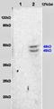 Synaptotagmin 1 antibody, orb4362, Biorbyt, Western Blot image 
