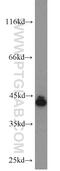 Scavenger Receptor Class A Member 5 antibody, 55390-1-AP, Proteintech Group, Western Blot image 