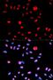Mitogen-Activated Protein Kinase 8 antibody, orb129654, Biorbyt, Immunofluorescence image 
