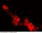 BMI1 Proto-Oncogene, Polycomb Ring Finger antibody, 100299-T10, Sino Biological, Immunohistochemistry paraffin image 