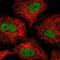 Zinc Finger Protein 618 antibody, HPA061732, Atlas Antibodies, Immunofluorescence image 