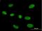 Ribonuclease P/MRP Subunit P40 antibody, H00010799-B01P, Novus Biologicals, Immunofluorescence image 