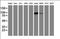 Platelet And Endothelial Cell Adhesion Molecule 1 antibody, orb181542, Biorbyt, Western Blot image 