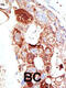 Sentrin-specific protease 6 antibody, 56-399, ProSci, Immunohistochemistry paraffin image 