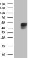 Programmed Cell Death 1 antibody, TA806837S, Origene, Western Blot image 