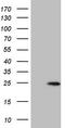 Claudin 3 antibody, LS-C339996, Lifespan Biosciences, Western Blot image 