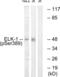 ETS Transcription Factor ELK1 antibody, PA5-39694, Invitrogen Antibodies, Western Blot image 