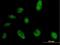 Interactor Of Little Elongation Complex ELL Subunit 2 antibody, H00079664-B01P, Novus Biologicals, Immunofluorescence image 