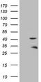 Troponin T2, Cardiac Type antibody, TA807959, Origene, Western Blot image 