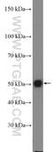 Sphingosine-1-Phosphate Receptor 5 antibody, 13874-1-AP, Proteintech Group, Western Blot image 