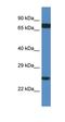 Ribosomal Protein L7a antibody, orb326399, Biorbyt, Western Blot image 