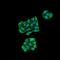 KDEL  antibody, NBP2-12889, Novus Biologicals, Immunocytochemistry image 
