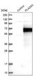 Phospholipase A2 Group III antibody, NBP1-83367, Novus Biologicals, Western Blot image 