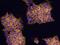 Piwi Like RNA-Mediated Gene Silencing 4 antibody, MAB6316, R&D Systems, Immunocytochemistry image 