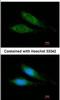 Mitochondrial Ribosomal Protein S27 antibody, NBP2-19414, Novus Biologicals, Immunocytochemistry image 