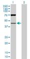 2'-5'-Oligoadenylate Synthetase 1 antibody, H00004938-D03P, Novus Biologicals, Western Blot image 