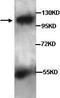 Cadherin-15 antibody, TA310065, Origene, Western Blot image 