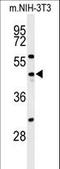 Cell Division Cycle 25C antibody, LS-C168587, Lifespan Biosciences, Western Blot image 