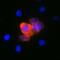 IL-4 antibody, MAB2469, R&D Systems, Immunofluorescence image 
