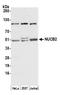 NUCB2 antibody, A305-346A, Bethyl Labs, Western Blot image 