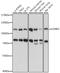 Lon Peptidase 2, Peroxisomal antibody, 16-316, ProSci, Western Blot image 