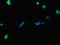 KIAA0513 antibody, LS-C395974, Lifespan Biosciences, Immunofluorescence image 