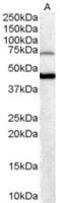 Forkhead Box G1 antibody, MBS421518, MyBioSource, Western Blot image 