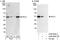 Regulator Of Chromosome Condensation 1 antibody, A302-605A, Bethyl Labs, Immunoprecipitation image 