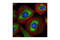 Eukaryotic initiation factor 4A-I antibody, 2490S, Cell Signaling Technology, Immunocytochemistry image 