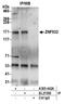 Zinc Finger Protein 532 antibody, A305-442A, Bethyl Labs, Immunoprecipitation image 