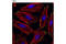 Parvin Alpha antibody, 8190S, Cell Signaling Technology, Immunofluorescence image 