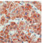 Mitochondria antibody, AM33293PU-T, Origene, Immunohistochemistry frozen image 