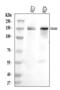 CD163 antibody, A00812-3, Boster Biological Technology, Western Blot image 