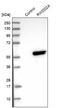 RWD Domain Containing 2A antibody, NBP1-85166, Novus Biologicals, Western Blot image 