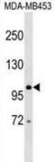 DEAD-Box Helicase 24 antibody, abx029354, Abbexa, Western Blot image 