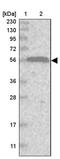 Ras And Rab Interactor 2 antibody, PA5-57000, Invitrogen Antibodies, Western Blot image 